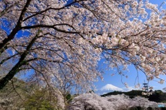 桜、満開の頃