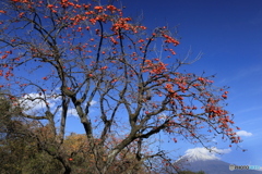 柿の実熟れる頃