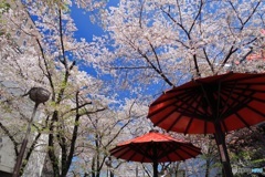 祇園の春 -3