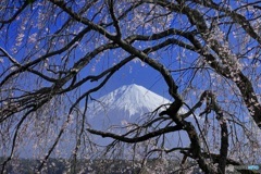 桜の窓から見える富士