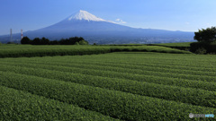 富士と茶畑 (538T)