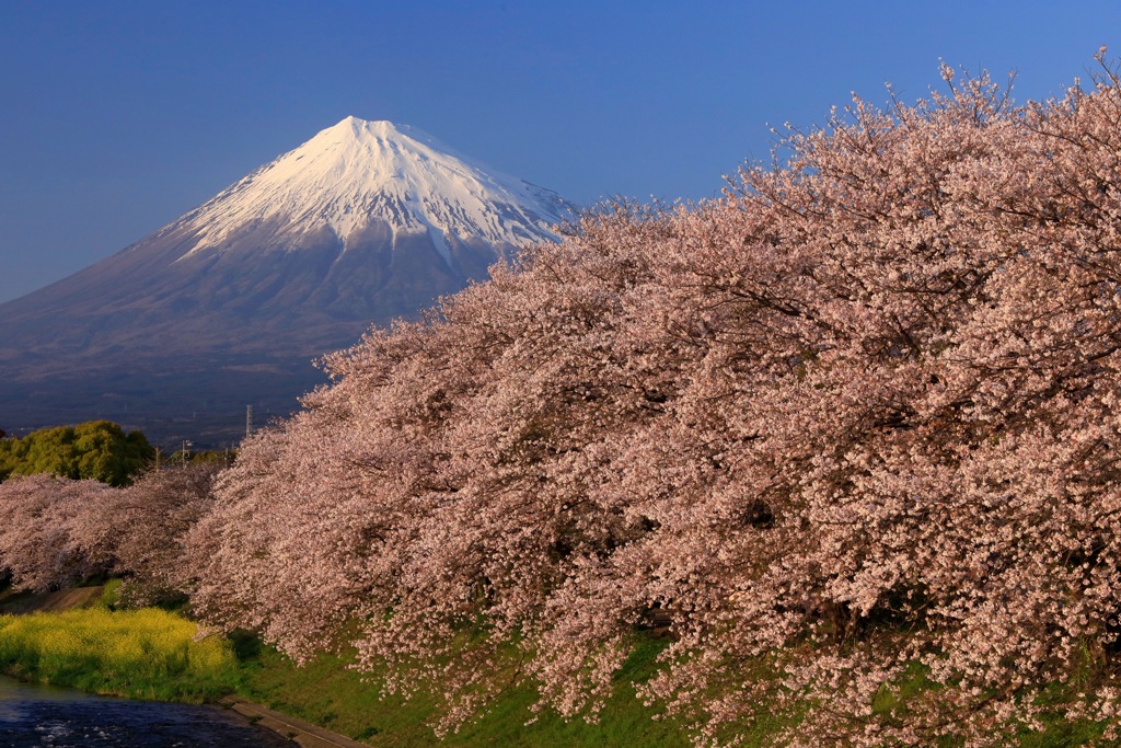 富士と桜