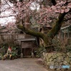 山寺の春 (589T)