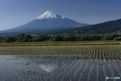 水田に映る富士 (776T)