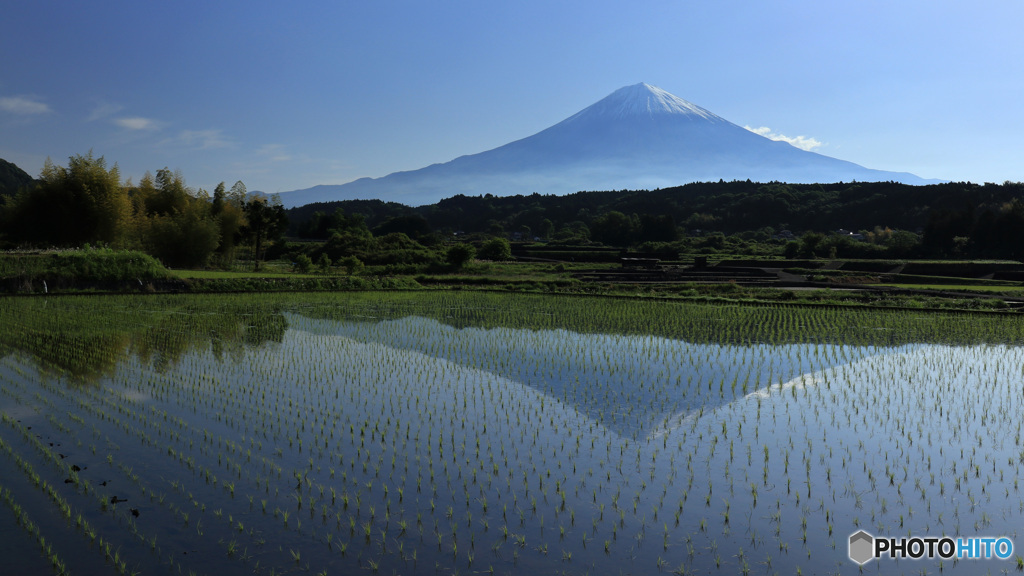 富士の映る水田