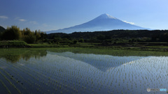 富士の映る水田