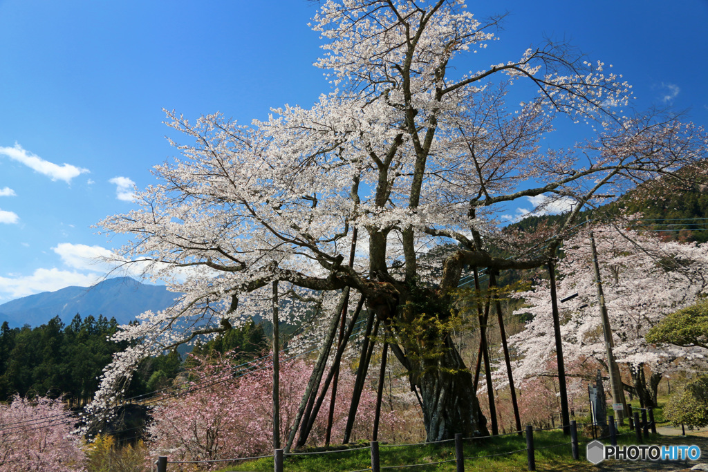 山里に咲く一本桜