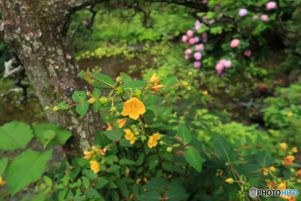 花の咲く小川で