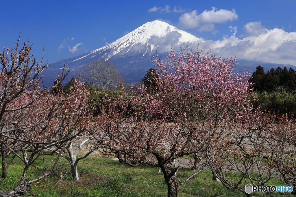 里山の春