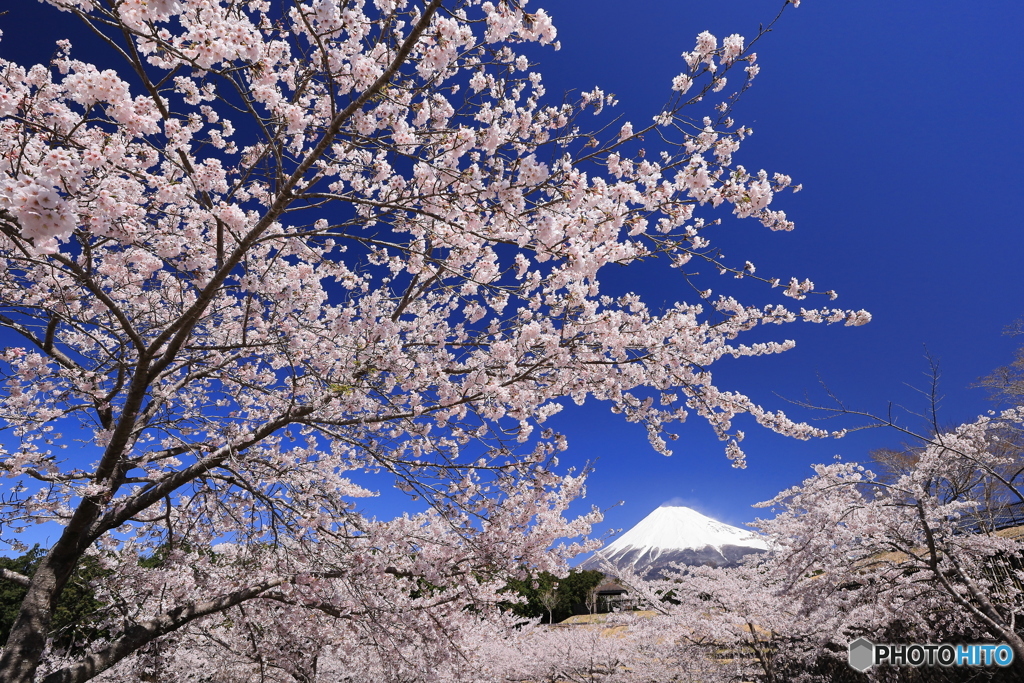 桜咲く里で