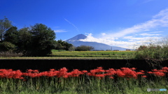 彼岸花咲く頃