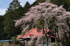 山寺の春 (97Ｔ)