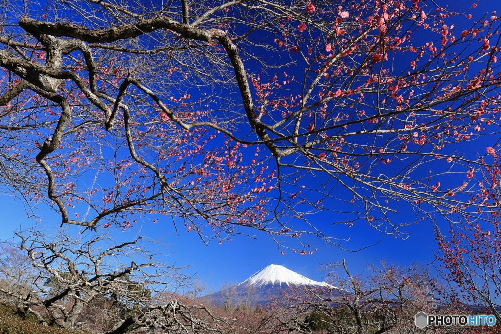 紅梅と富士