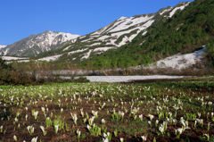 朝の栂池自然園