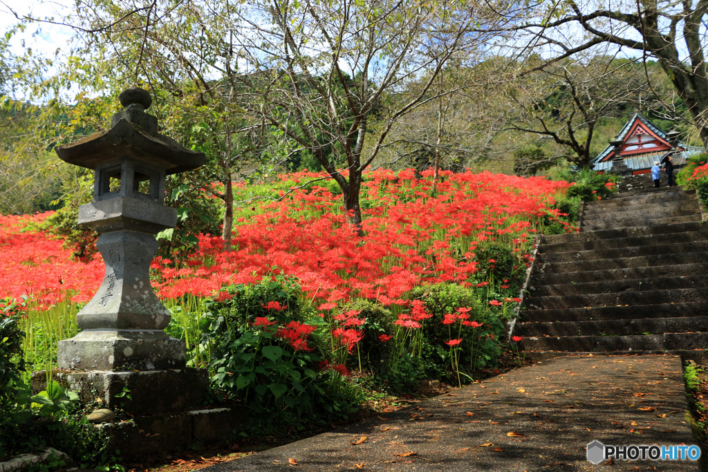 彼岸花咲く境内