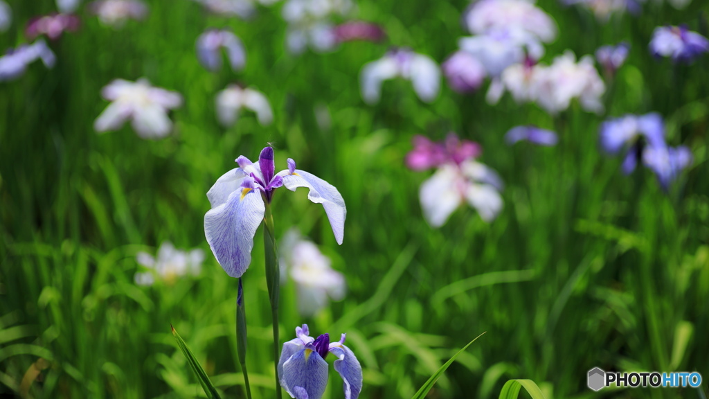 花菖蒲 (709T)