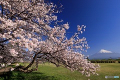 桜、満開に