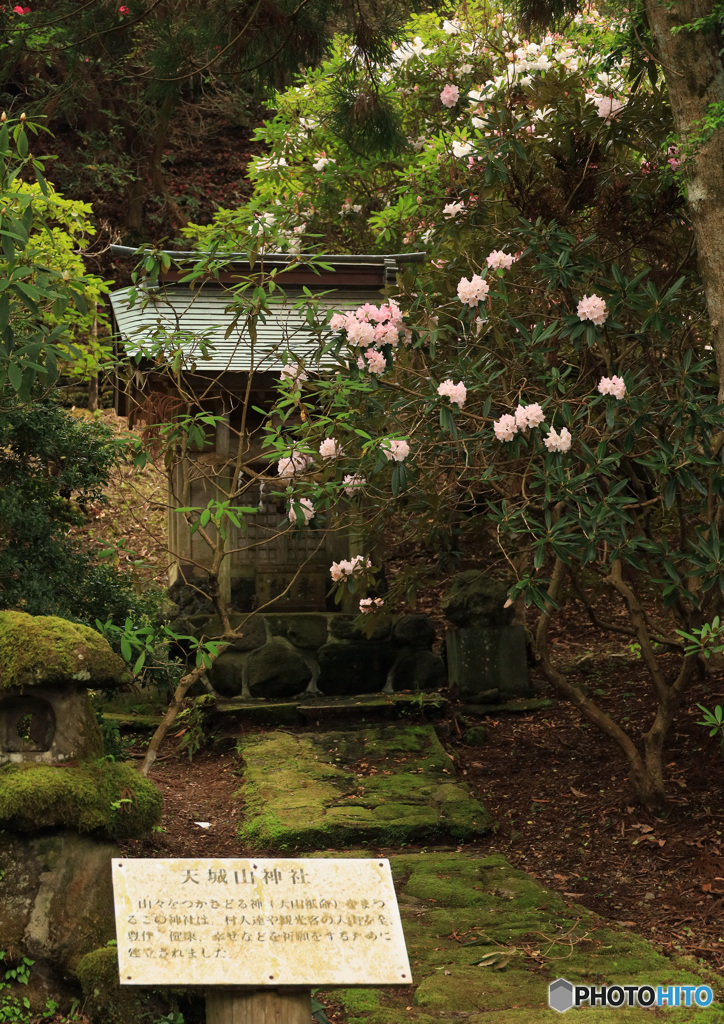 石楠花咲く、小さな神社
