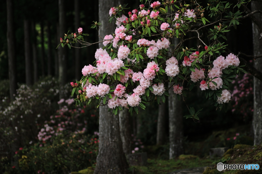 石楠花（シャクナゲ）咲く頃