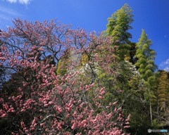 里山の春