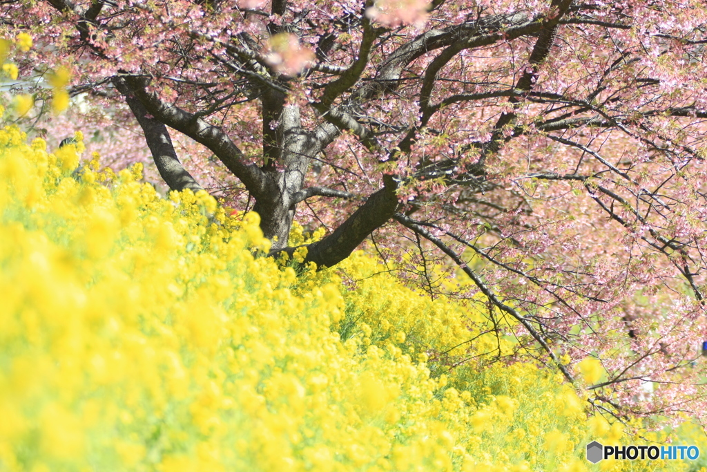 桜と菜の花 (259T)