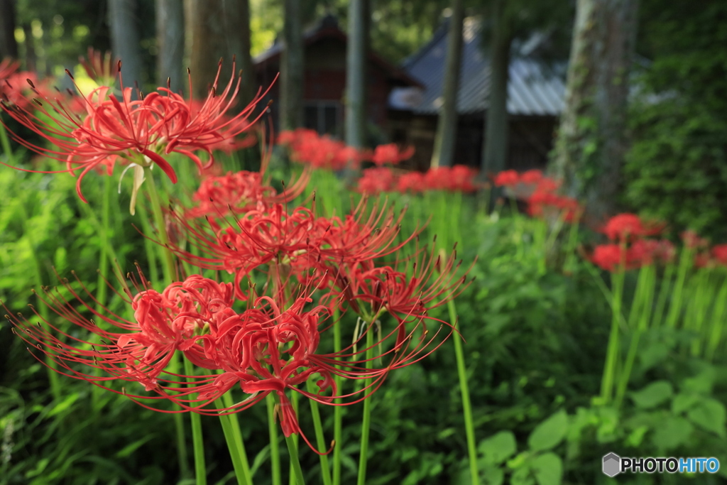 神社に咲く彼岸花 (554T)