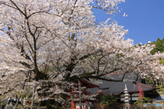 大きな桜の木 (432T)