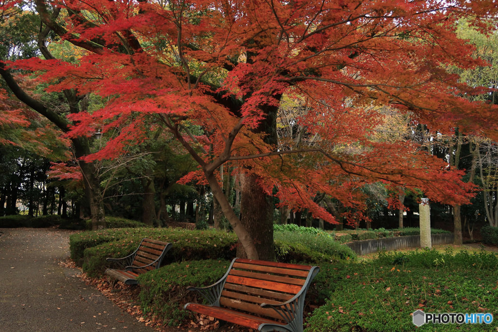 秋の公園