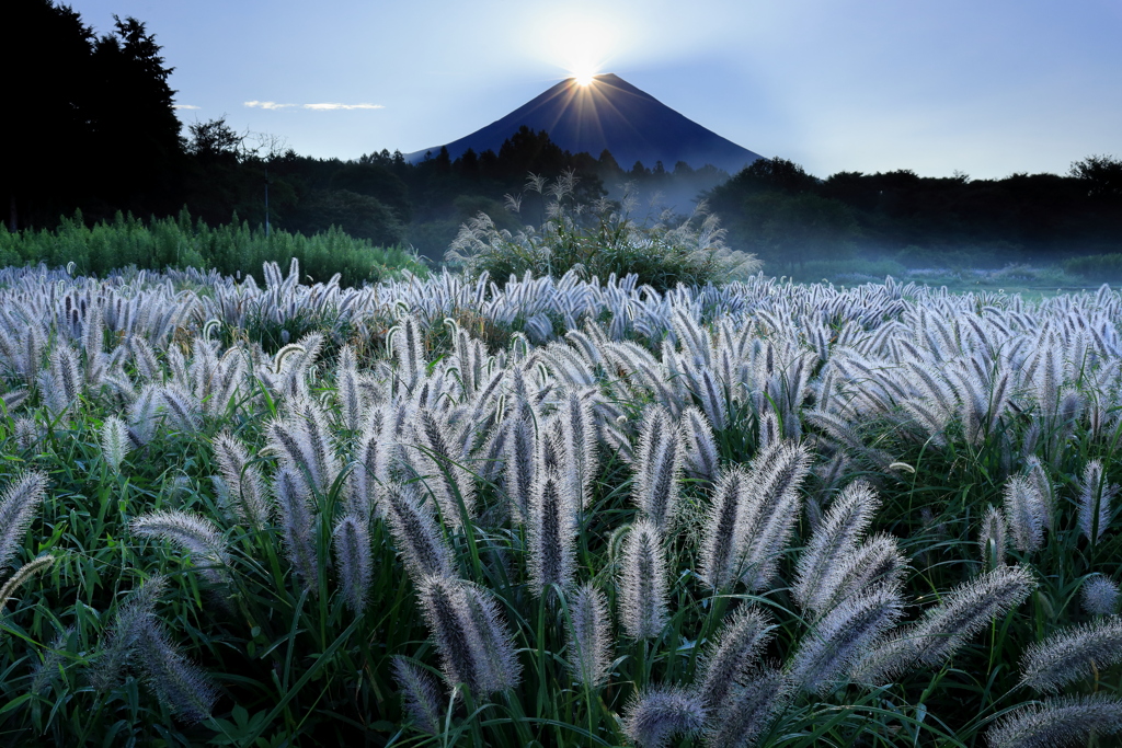 朝の草原で by ハッキー （ID：11977444） - 写真共有サイト:PHOTOHITO