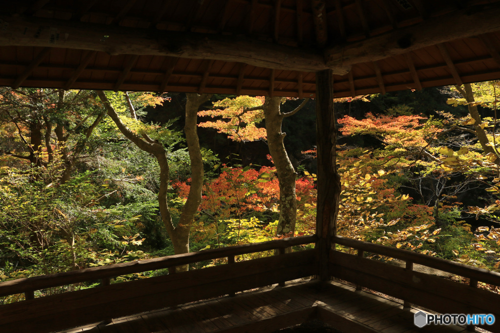 窓から見える紅葉