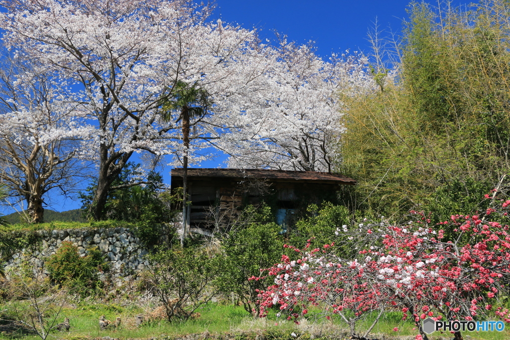 春の里山