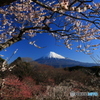 富士遠望 (128Ｔ)
