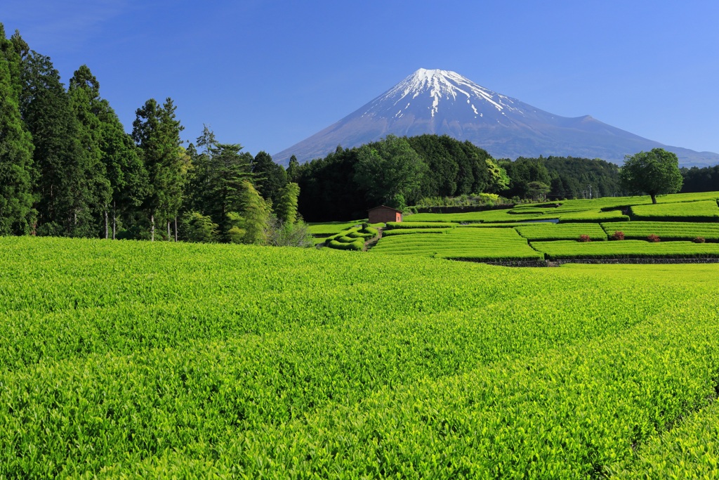 新緑の茶畑