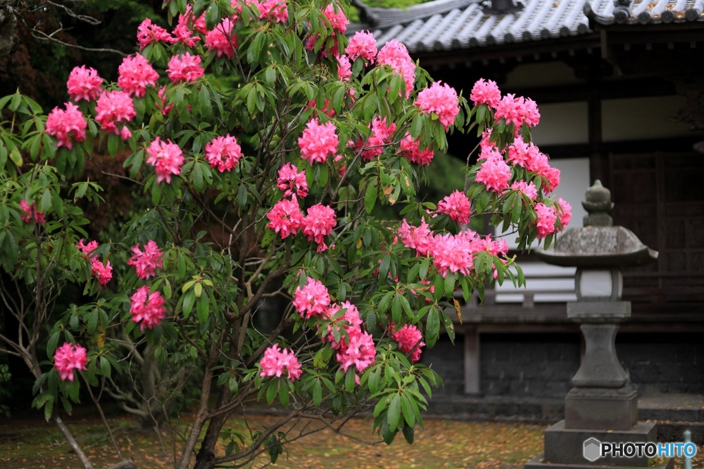 石楠花咲く頃  （607T)