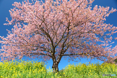 空と桜と菜の花と (593T)