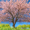 空と桜と菜の花と (593T)