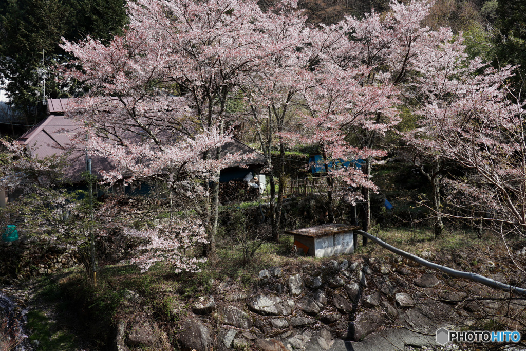 民家の庭先に咲く桜 (438T)