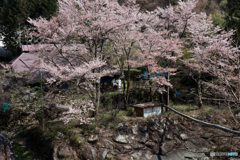 民家の庭先に咲く桜 (438T)