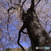 桜、咲く