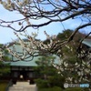 境内の白梅