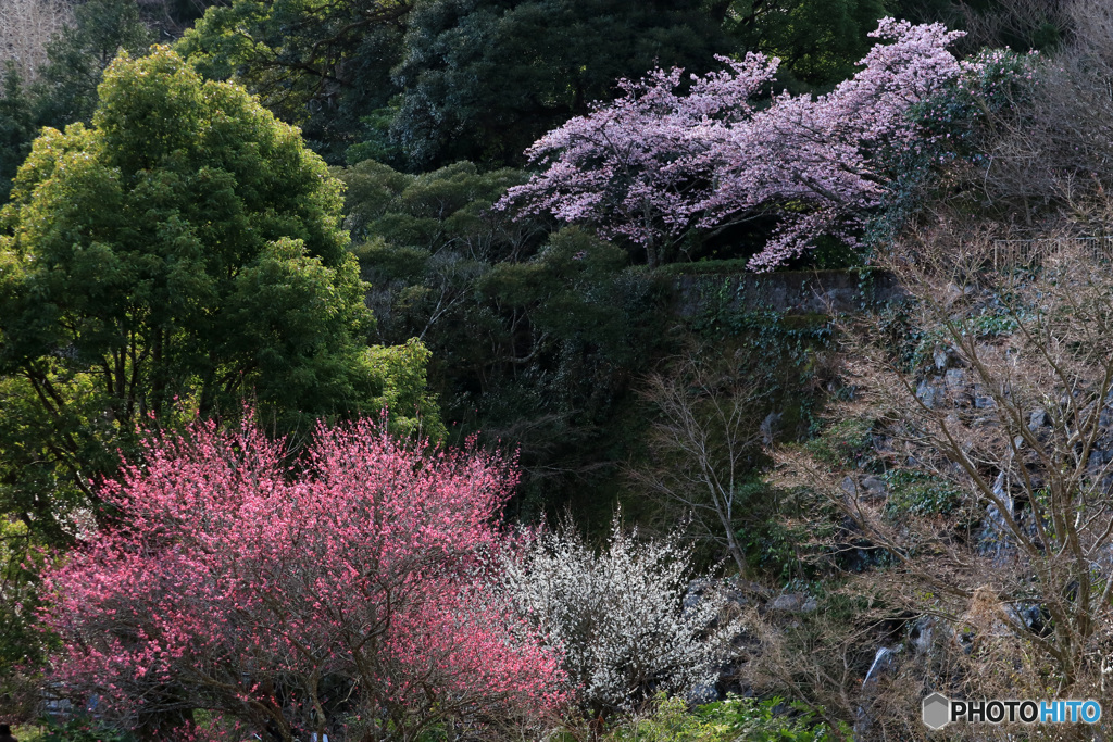 桜もウメも満開に