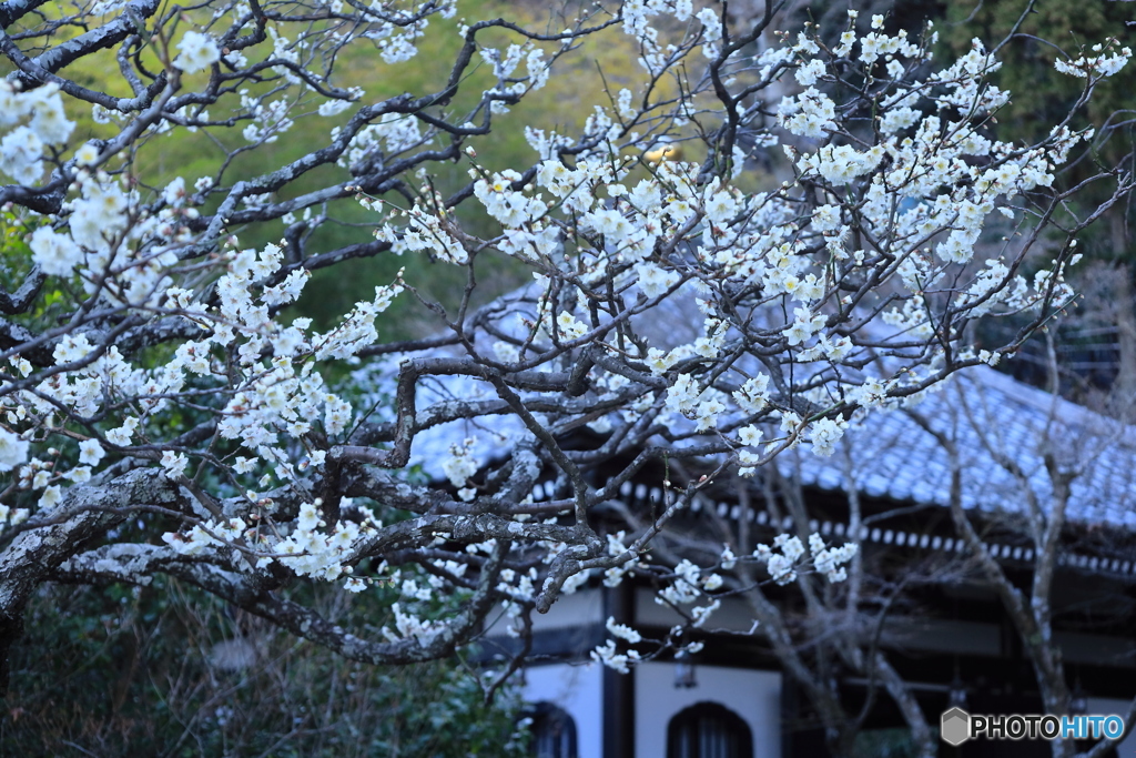 境内に咲く (761T)