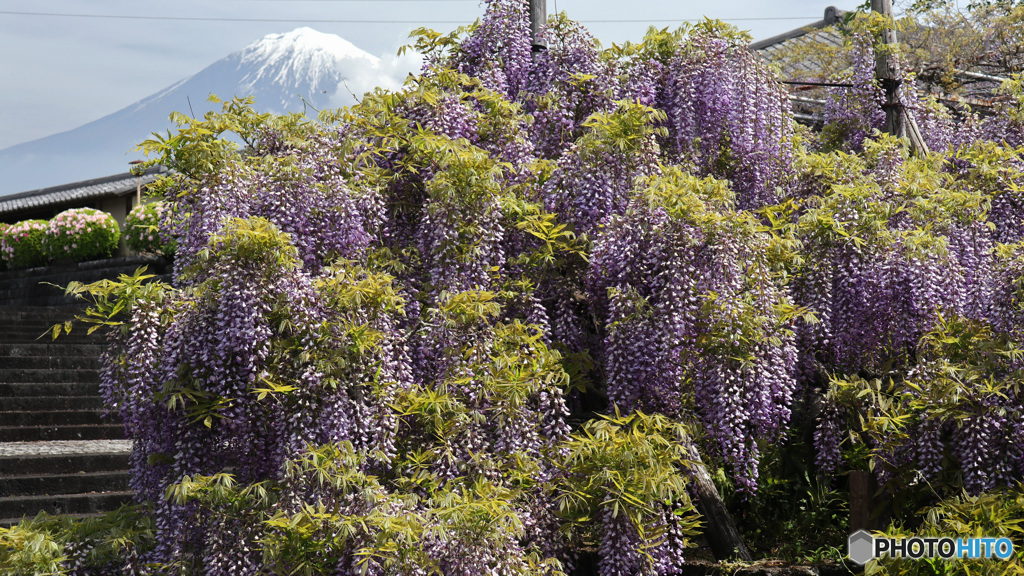 富士の見える藤の寺