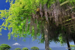 富士の見える藤棚で