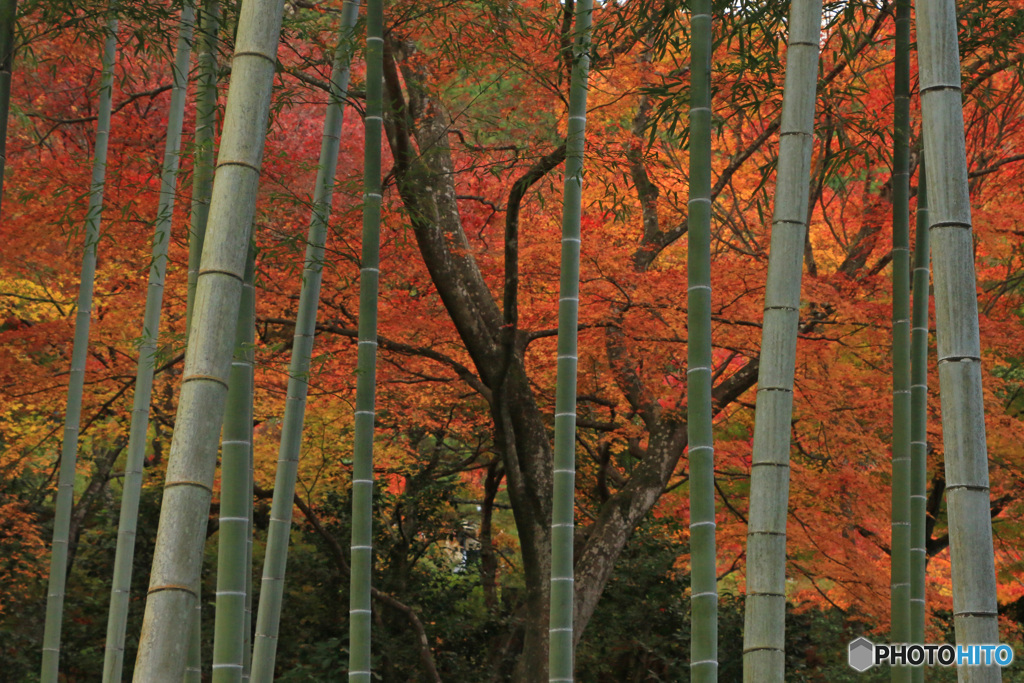 秋の竹林