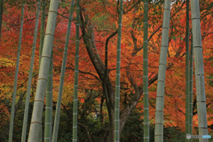 秋の竹林