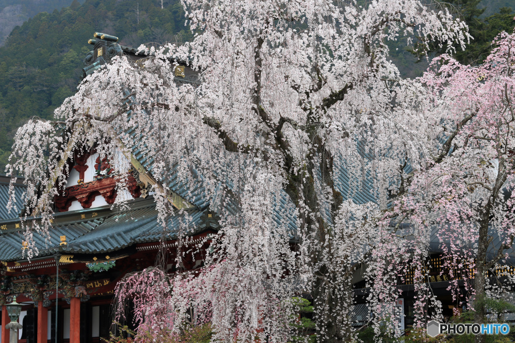 祖師堂に咲く枝垂れ桜