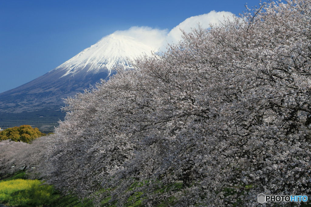 桜、満開の頃 (345T)