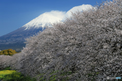 桜、満開の頃 (345T)