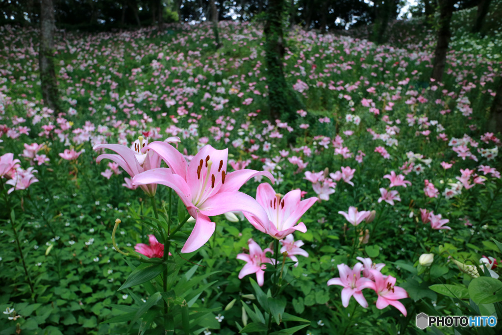 ユリ咲く森で -2